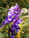 Vicia villosa. Соцветие. Крым, Симферополь, Петровские скалы. 18.06.2014.