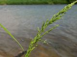 Poa trivialis