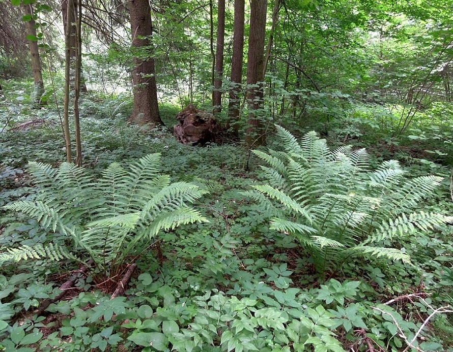 Image of Dryopteris filix-mas specimen.