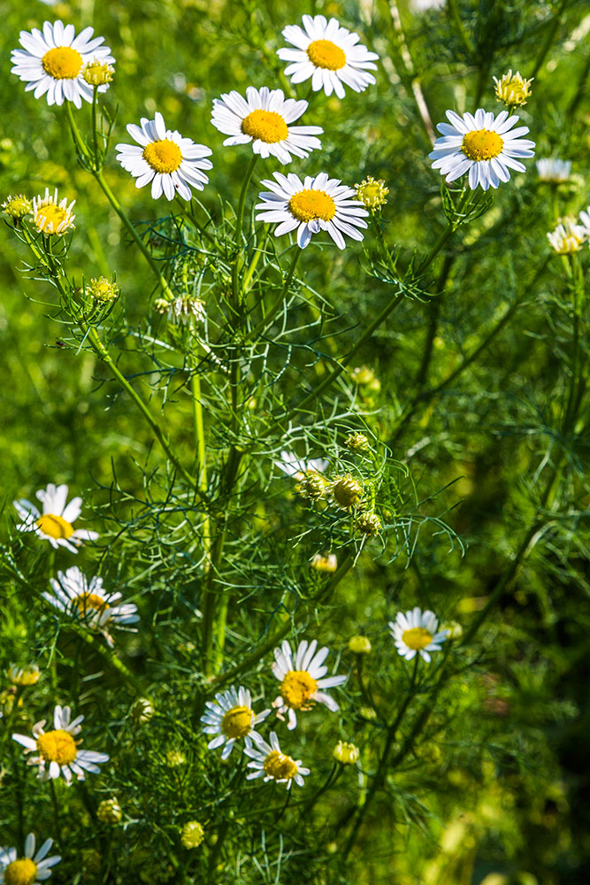 Изображение особи Tripleurospermum inodorum.