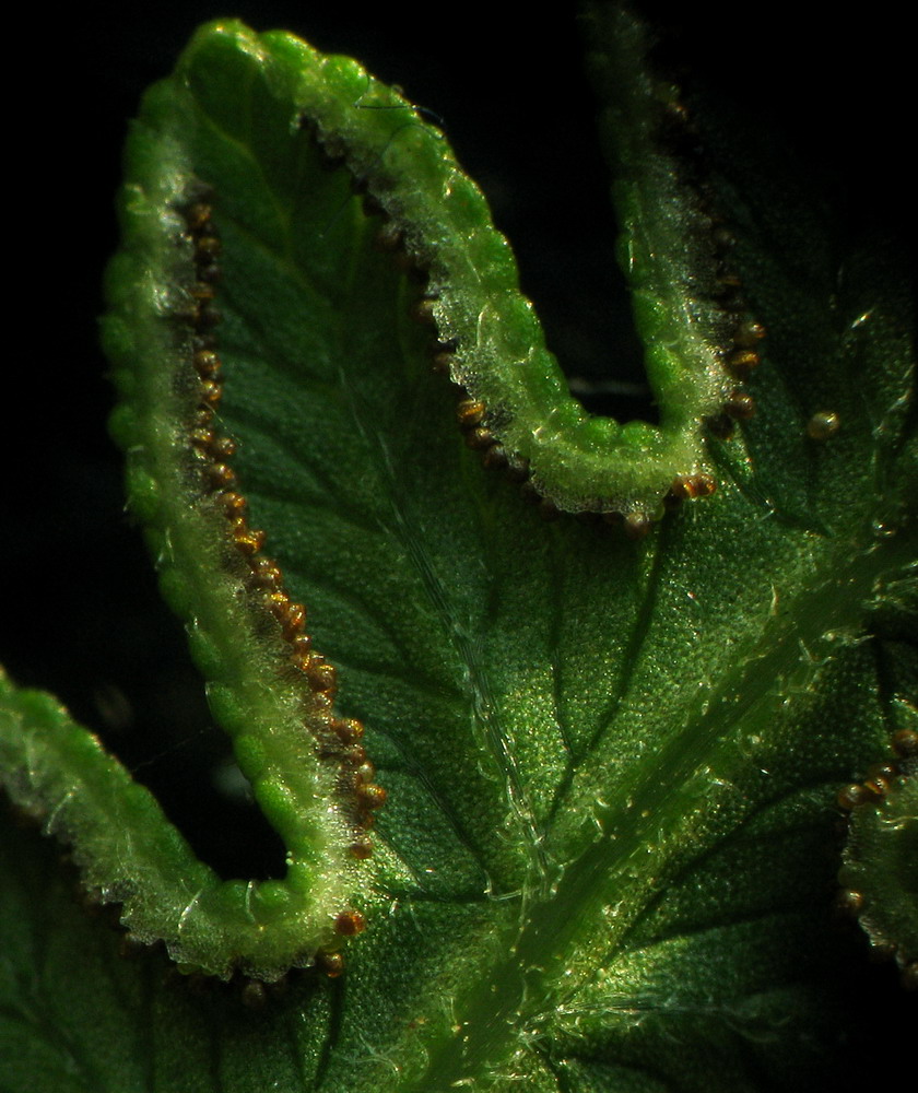 Image of Pteridium pinetorum specimen.