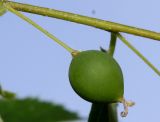Celtis australis. Средняя часть побега с невызревшим плодом. Германия, г. Дюссельдорф, Ботанический сад университета. 03.06.2014.