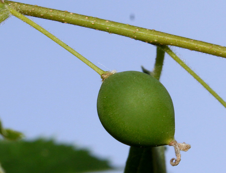 Изображение особи Celtis australis.