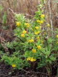 Berberis sibirica