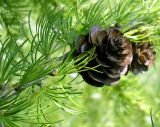 Larix sukaczewii