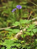 Geranium bohemicum