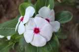 Catharanthus roseus