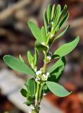 Polygonum aviculare. Верхушка цветущего побега. Архангельская обл., Онежский р-н, берег Белого моря, губа Нименьга. Август 2014 г.