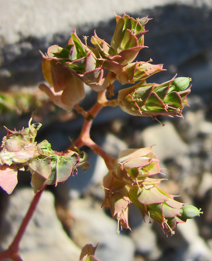Image of Euphorbia falcata specimen.
