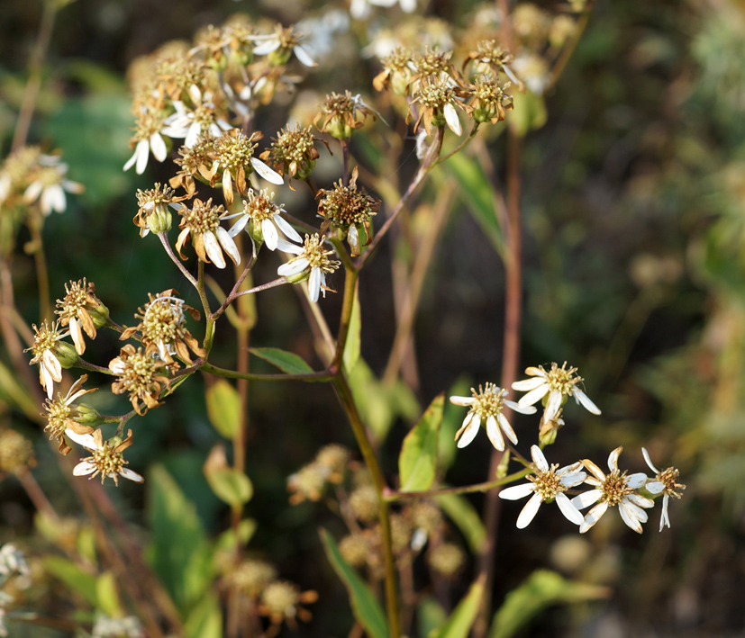 Изображение особи Doellingeria scabra.