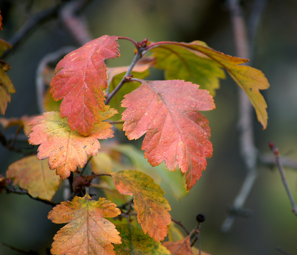 Изображение особи род Crataegus.
