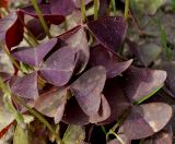 Oxalis triangularis