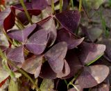 Oxalis triangularis. Листья. Германия, г. Крефельд, Ботанический сад. 06.09.2014.