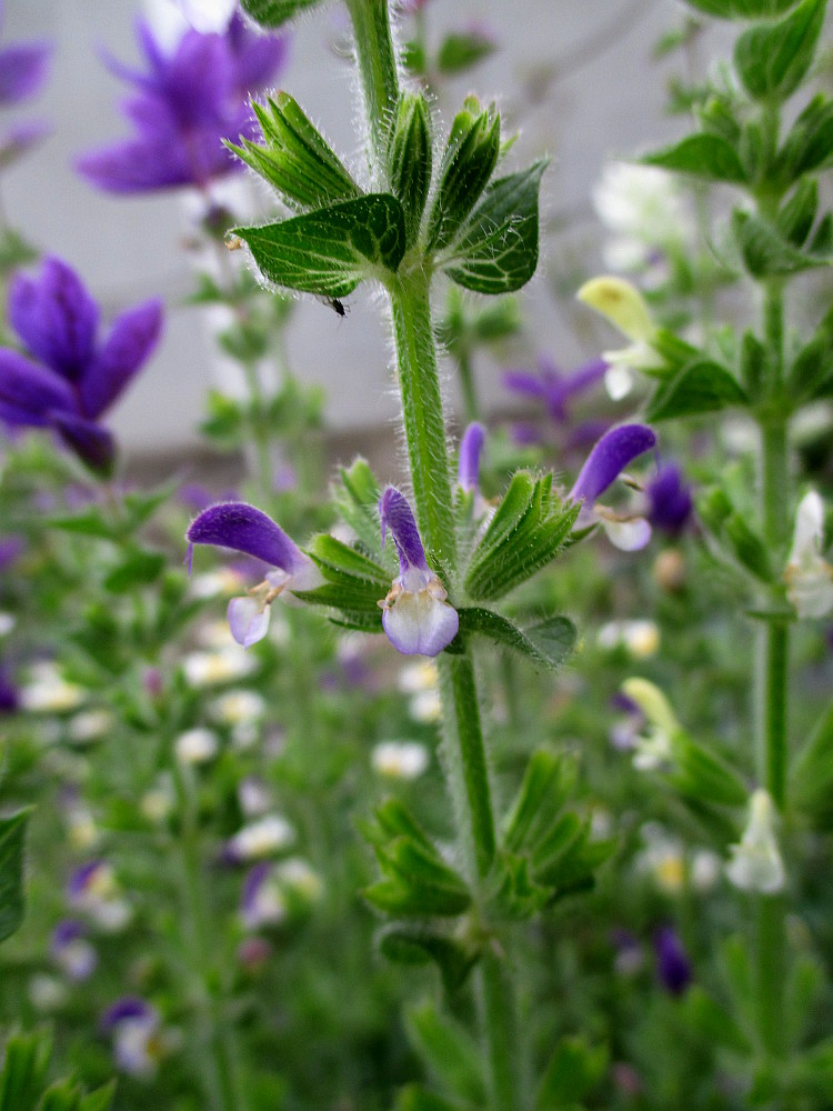 Изображение особи Salvia viridis.