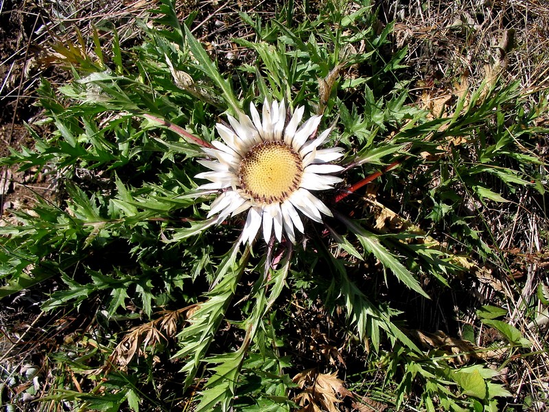 Изображение особи Carlina acaulis.