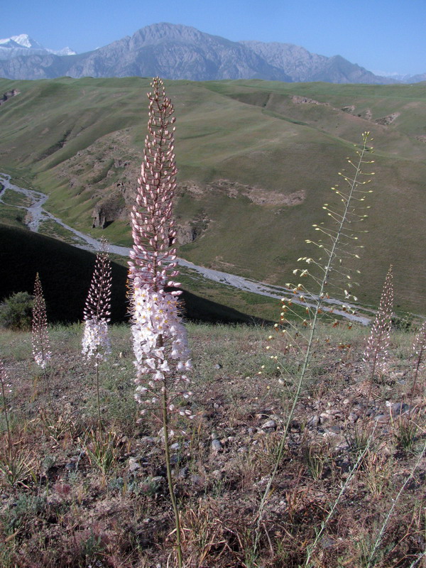 Image of Eremurus olgae specimen.