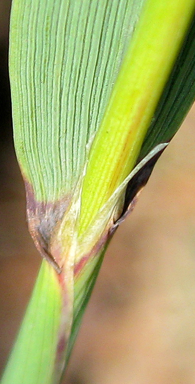 Image of Calamagrostis glomerata specimen.