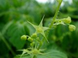 Gynostemma pentaphyllum