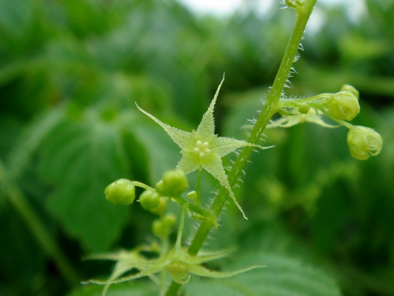 Изображение особи Gynostemma pentaphyllum.