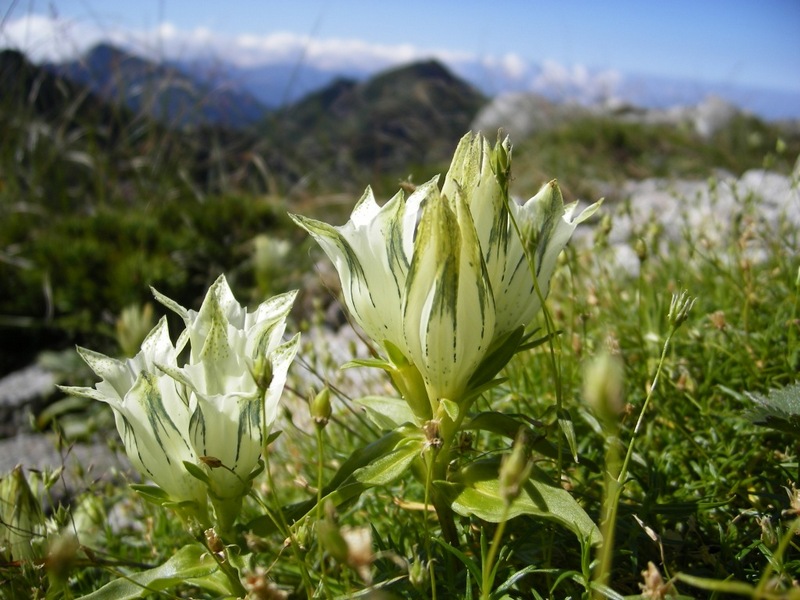 Image of Gentiana algida specimen.