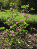 Malva mauritiana