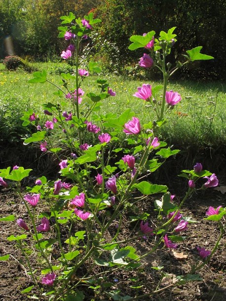 Image of Malva mauritiana specimen.