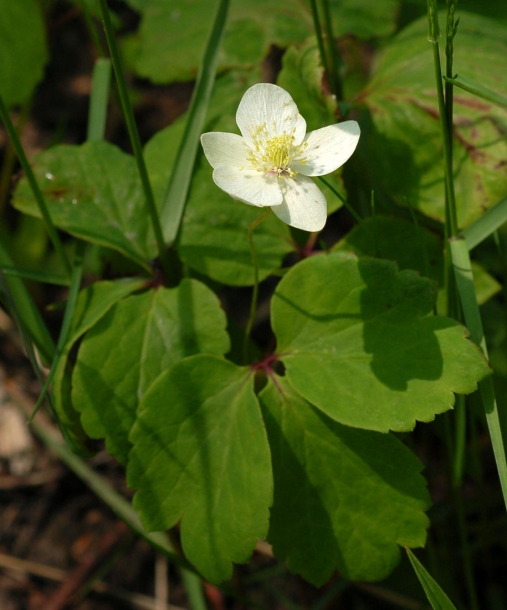 Изображение особи Anemone udensis.