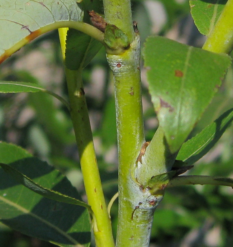 Image of Salix acutifolia specimen.