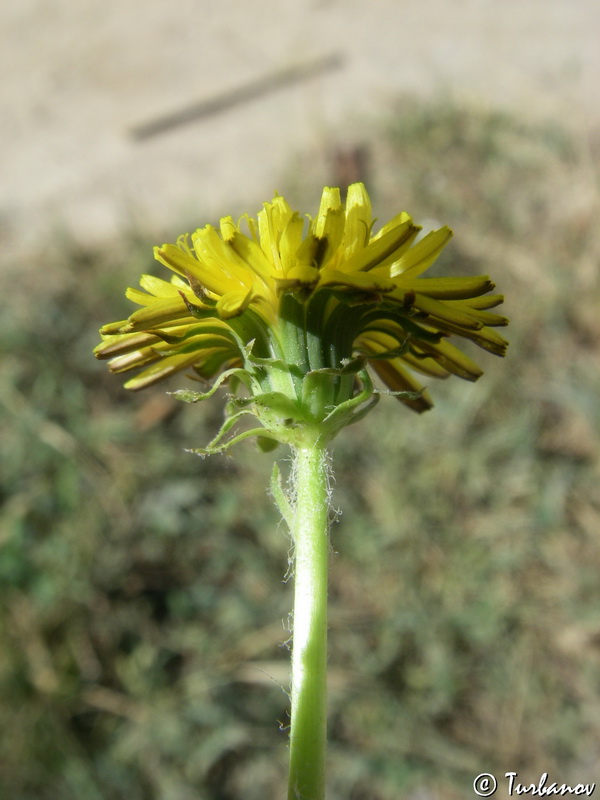 Изображение особи род Taraxacum.