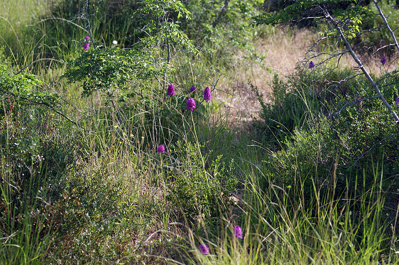 Изображение особи Anacamptis pyramidalis.