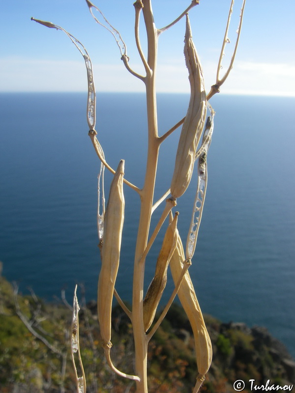 Image of Brassica taurica specimen.