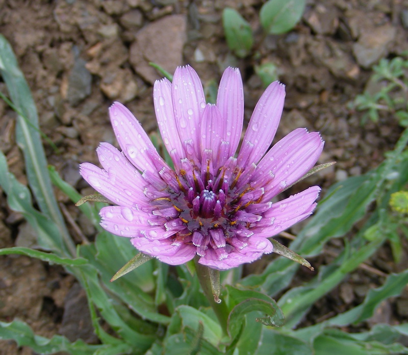 Image of Tragopogon marginifolius specimen.