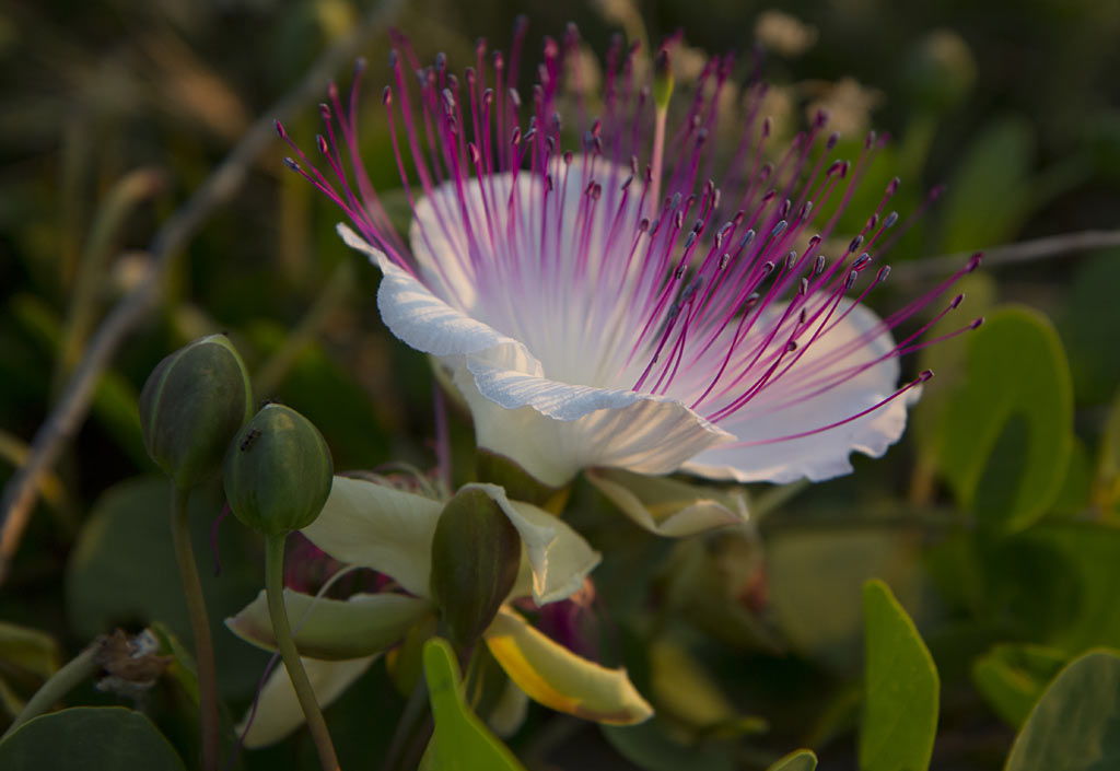 Изображение особи Capparis sicula.
