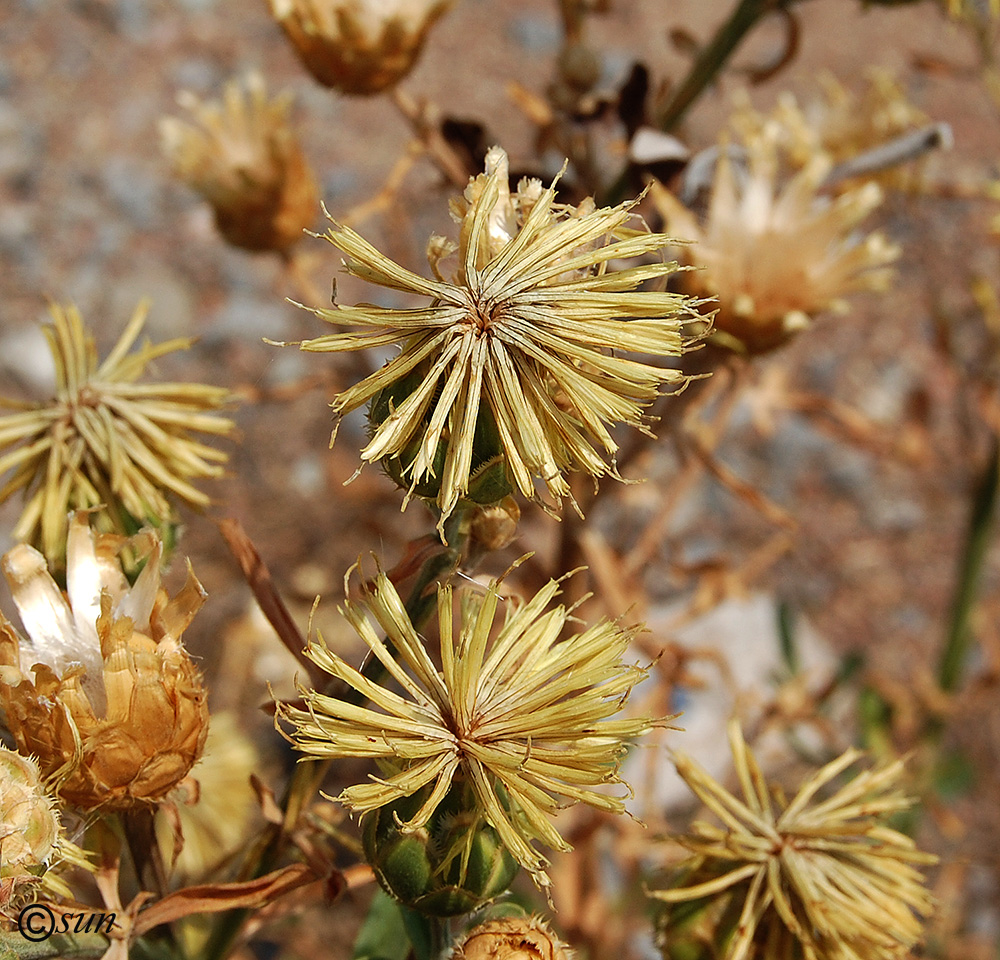 Image of Centaurea salonitana specimen.