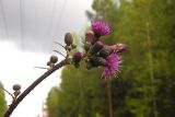 Cirsium palustre. Верхушка бокового побега с соцветиями-корзинками. Новгородская обл., Боровичский р-н, лес западнее г. Боровичи, заболоченная просека под ЛЭП. 11.07.2015.