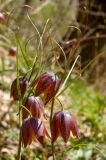Fritillaria kolbintsevii