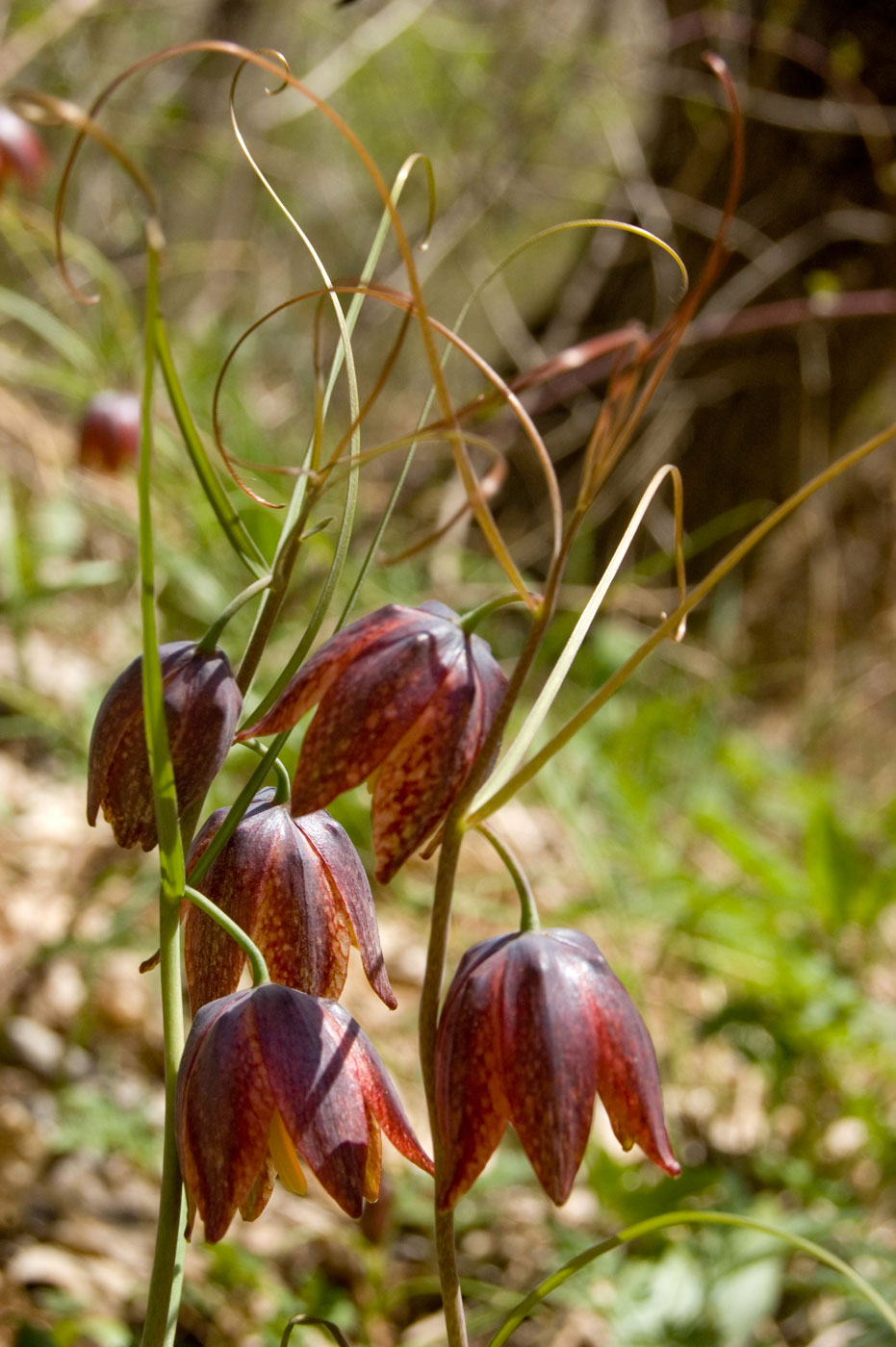 Image of Fritillaria kolbintsevii specimen.