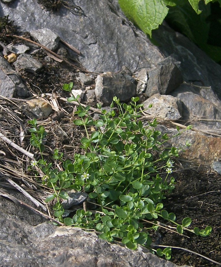 Image of Arenaria rotundifolia specimen.