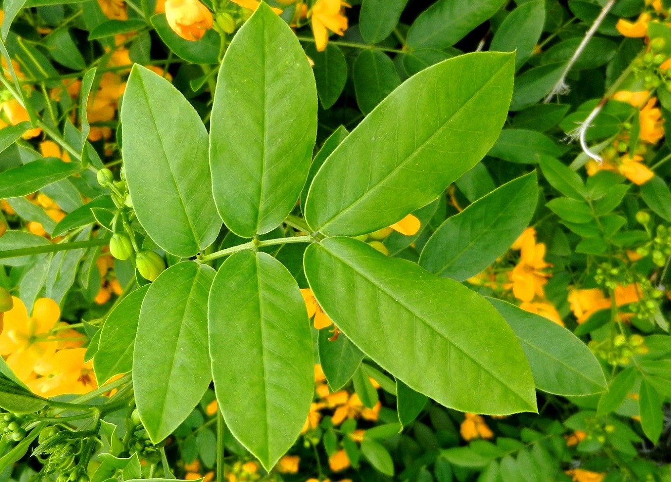 Image of genus Senna specimen.