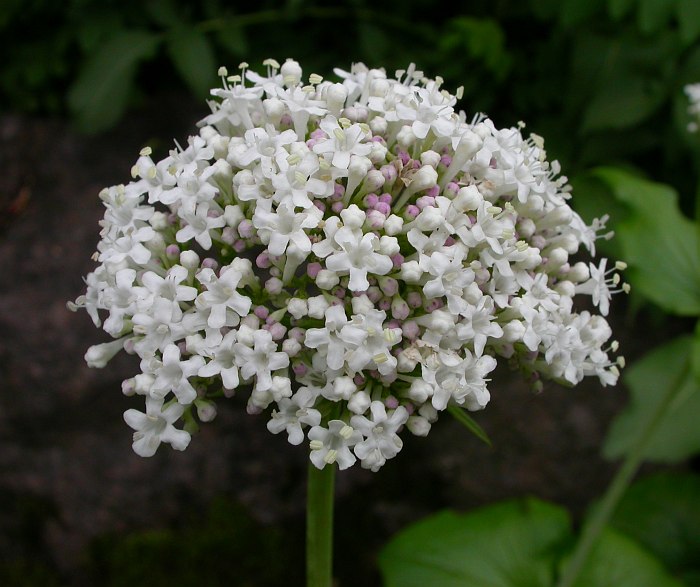 Изображение особи Valeriana tiliifolia.