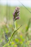 Dactylorhiza psychrophila