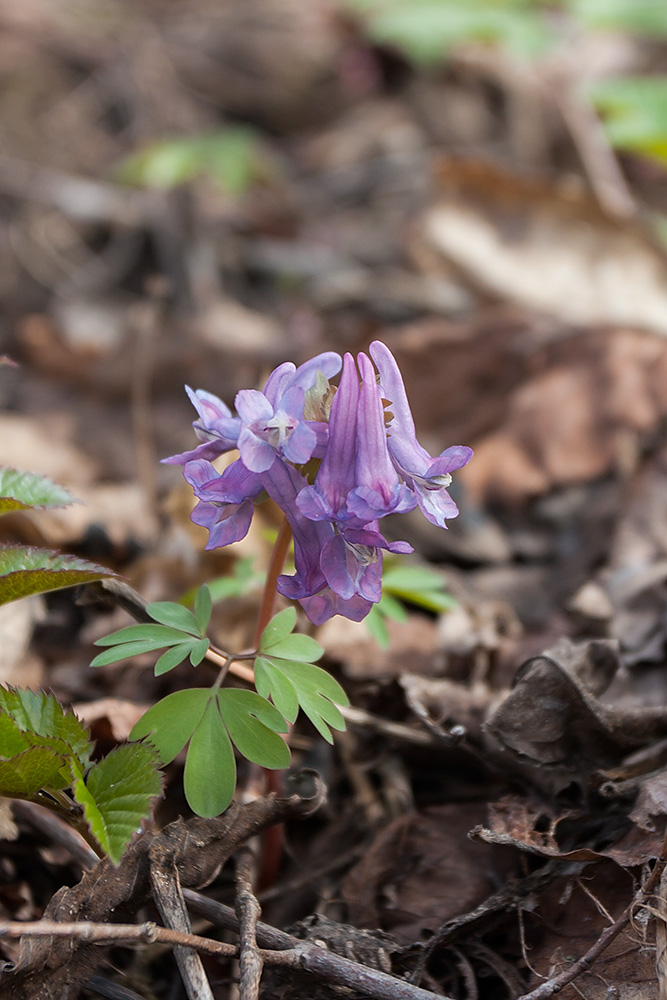 Image of Corydalis solida specimen.