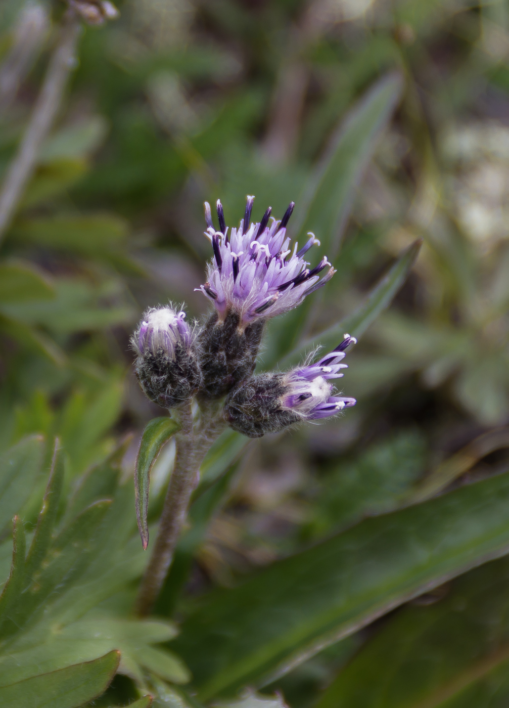 Изображение особи Saussurea alpina.