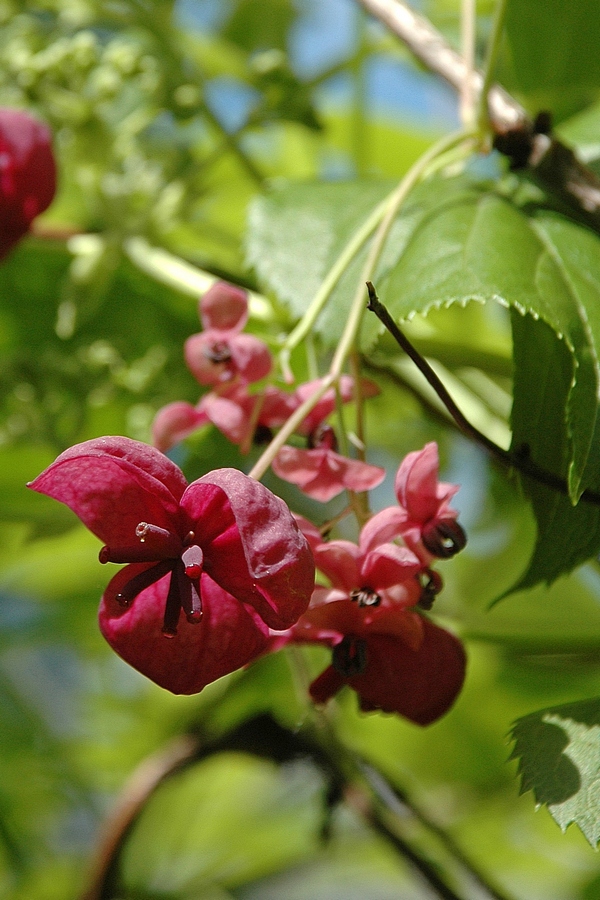 Изображение особи Akebia quinata.