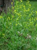 Sisymbrium volgense