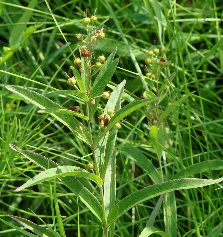 Изображение особи Lysimachia davurica.