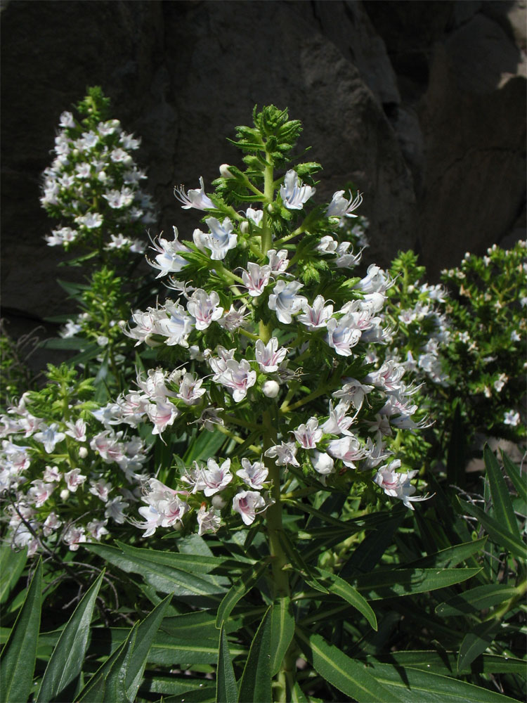 Image of Echium decaisnei specimen.