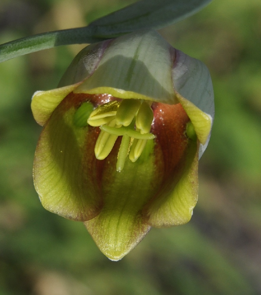Изображение особи род Fritillaria.