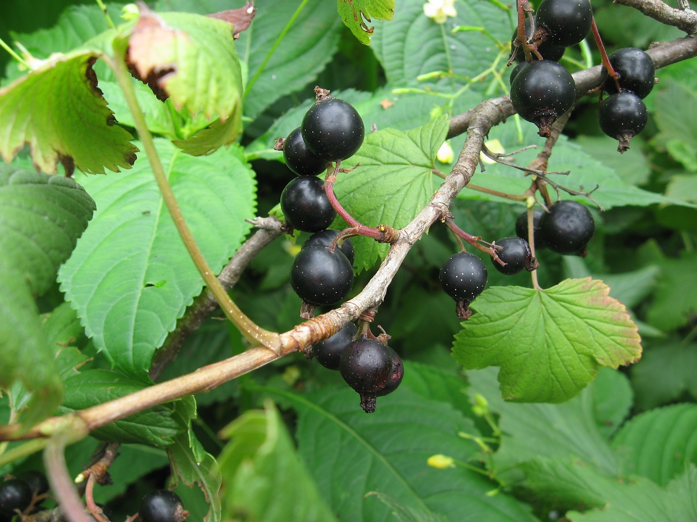 Черная смородина какая почва. Смородина ribes nigrum. Смородина черная (ribes nigrum). Смородина чёрная (ríbes nígrum). Смородина черная Плантариум.