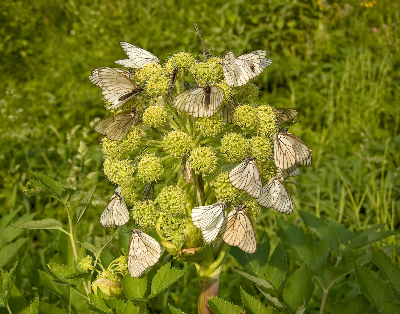 Изображение особи Archangelica officinalis.